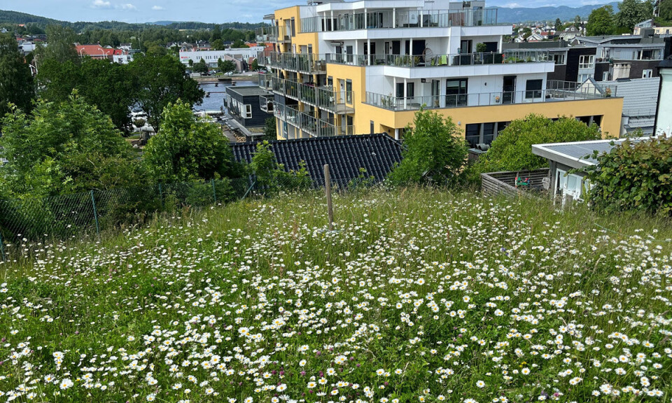 Nå skal det bli lettere for alle å restaurere natur