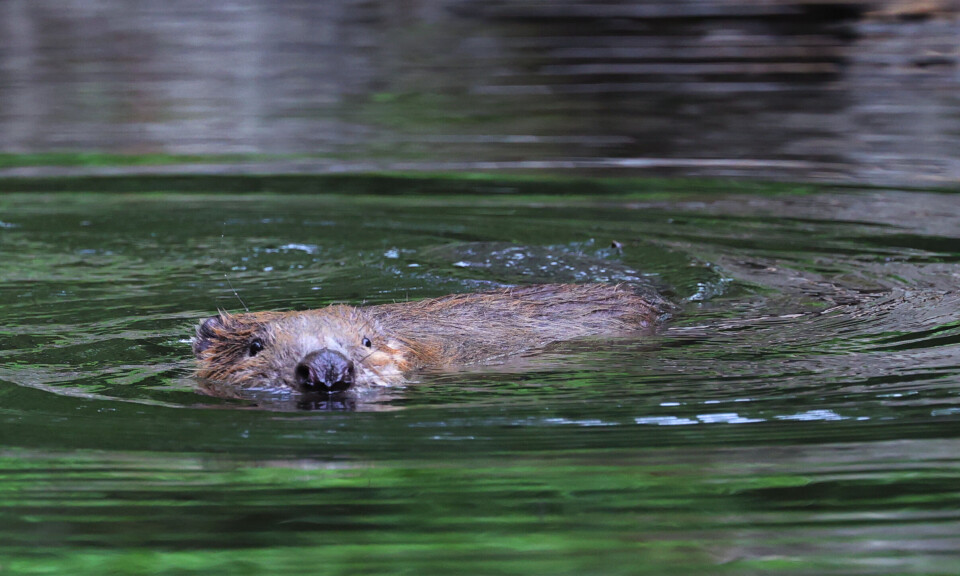 Bever skapte trøbbel for BaneNor