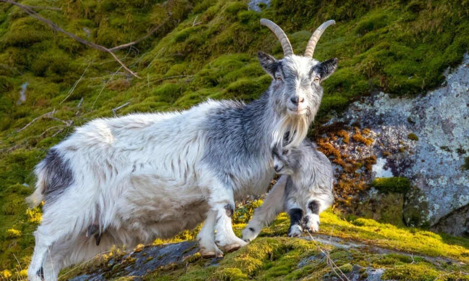 Skal villgeitene avlives - eller dyreholdet avvikles?