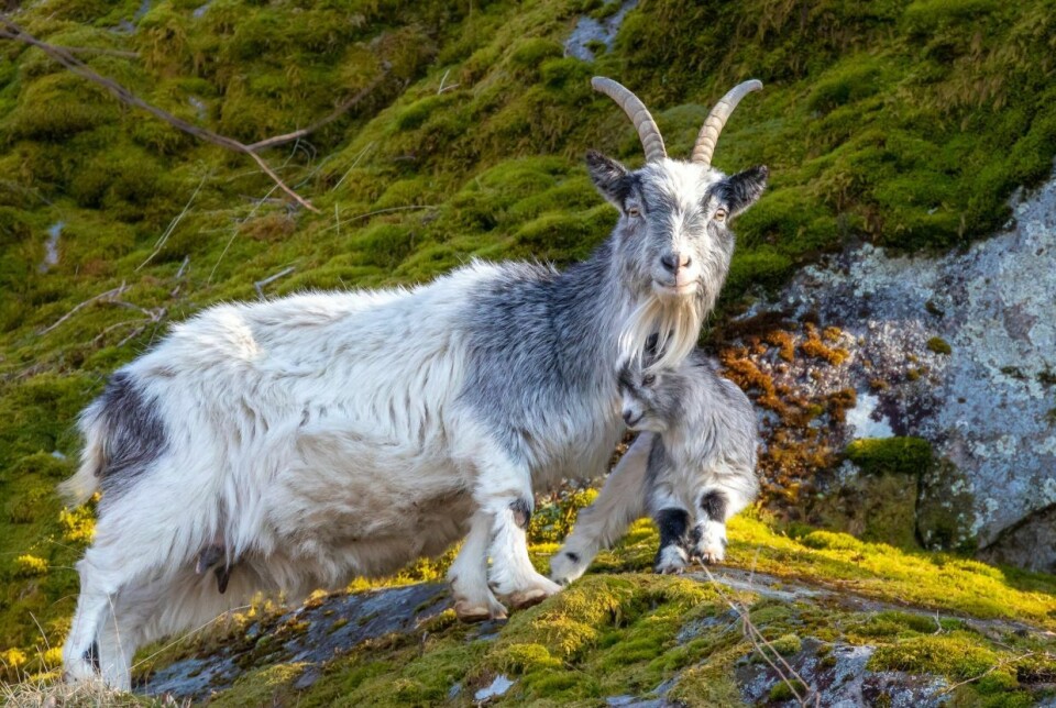 De rundt 60 fjellgeitene mellom Høyanger og Balestrand i Sogn er blitt rikskjendiser, garantert høyst utilsiktet.